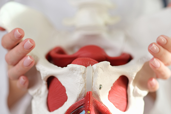 Pelvis Shape Pelvis Shape