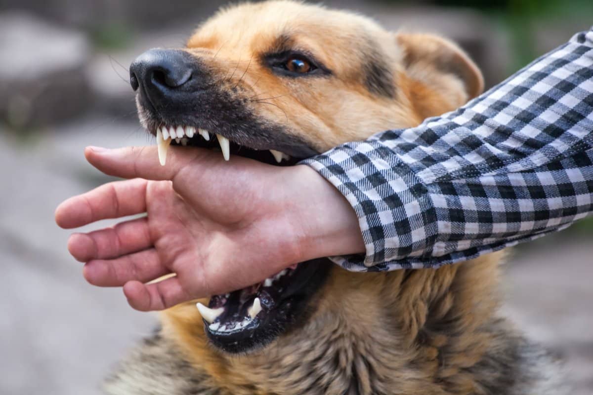 Most Dangerous Dog Breeds: Bite Risks and Ohio & Kentucky Laws